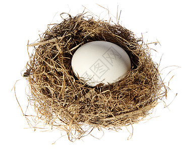 有鸡蛋的鸟巢储蓄森林银行业生活荒野木头生长金融安全树木图片
