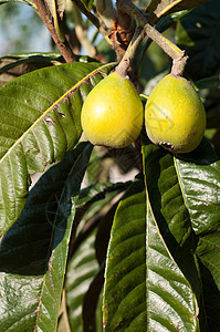 洛夸特树水果李子粳稻播种灌木叶子树叶热带投标图片