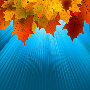 秋叶和阳光 EPS 8金子阳光照射森林植物公园天空叶子太阳射线宏观图片