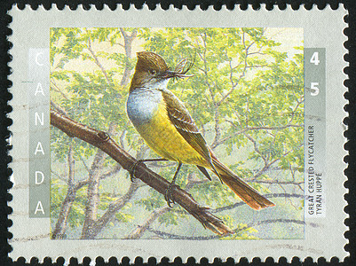邮票古董海豹羽毛森林公园凤头动物邮戳集邮动物群图片