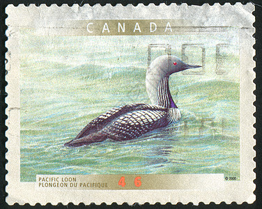 邮票动物群邮件鸭子集邮荒野公园动物野生动物信封翅膀图片