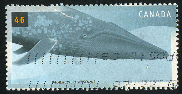 邮票邮件海豹鲸目鼻子游泳明信片历史性邮戳动物群动物图片