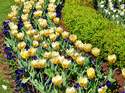 黄色郁金香花园植物群季节种植花坛公园植物阳光花瓣花朵图片