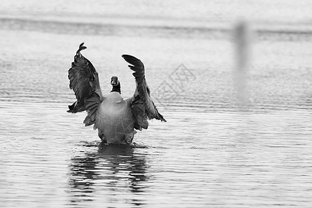 加拿大鹅摇摆翅膀荒野眼睛野生动物池塘鸟类水禽动物群季节黑白羽毛图片