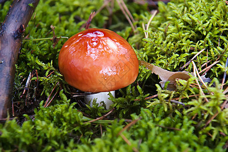 拖脚凳生物森林自然世界毒菌生长苔藓宏观突袭雨后春笋红色图片