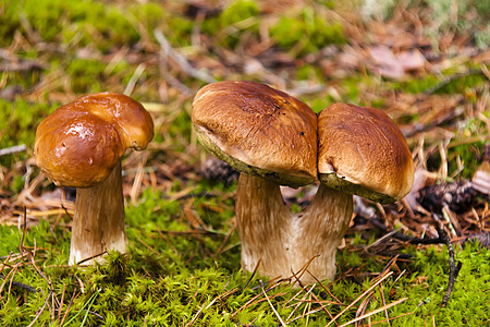 蘑菇生长食用菌苔藓绿色棕色突袭森林雨后春笋食物宏观图片