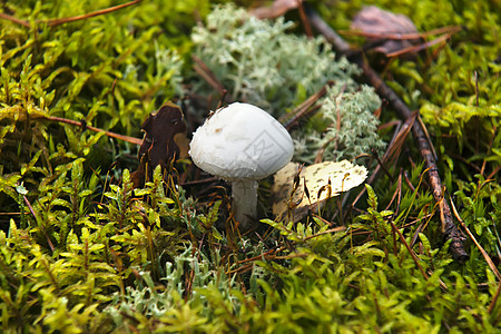 蘑菇森林雨后春笋突袭自然世界食用菌食物生长对象宏观苔藓图片