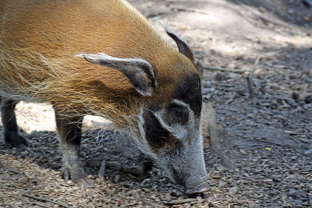 野猪野生动物婴儿木头怪物荒野产品危险哺乳动物鼻子蹄子图片