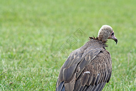 惊人的秃鹰荒野猎物动物园国家鸟类吉卜赛人捕食者脊椎动物公园环境图片