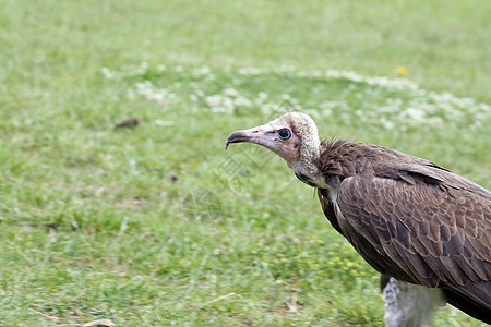 秃鹫动物猎物荒野脊椎动物眼睛野生动物捕食者国家环境猎鹰图片