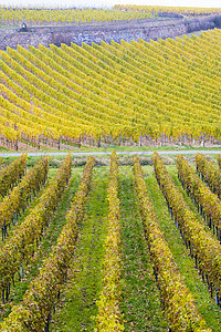德国赫森约翰尼斯堡宫附近的葡萄园季节外观葡萄作物饲养酒业生产世界农场旅行图片