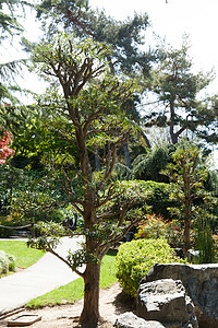 日本花园叶子园艺植物美丽花园绿色岩石精神池塘风景图片