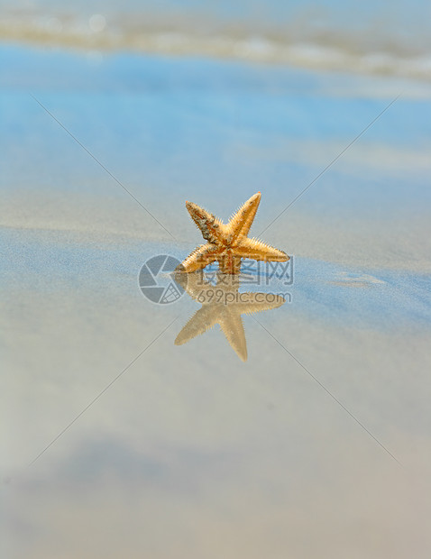 海星在海滩上星星宏观海浪生活闲暇海星日落蓝色假期海洋图片