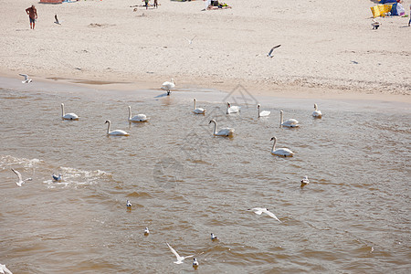 海滩上的天鹅荒野动物账单动物群太阳游泳旅行公园脖子野生动物图片