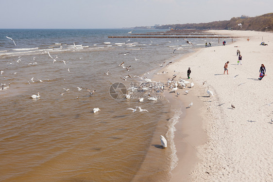 科洛布扎格海滩海鸥生态波浪海滩鸟类晴天天空码头图片