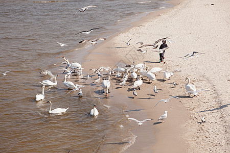 海滩上的天鹅公园动物游泳动物群羽毛支撑假期旅游账单天空图片