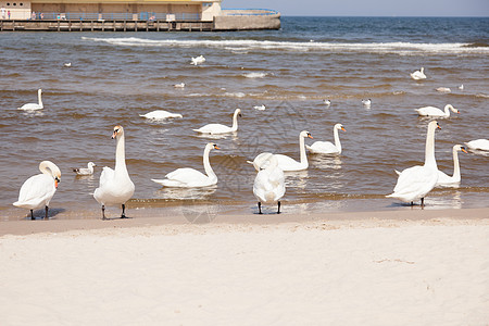 海滩上的天鹅翅膀太阳账单假期脖子游泳羽毛支撑动物公园图片