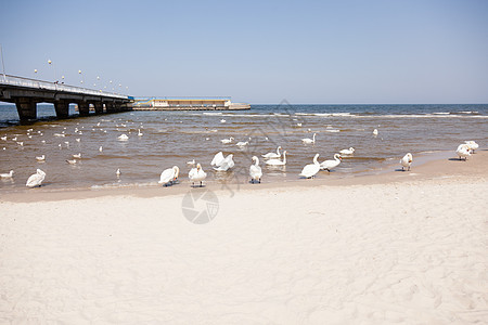 海滩上的天鹅翅膀旅行海岸脖子旅游天空游泳动物群公园支撑图片