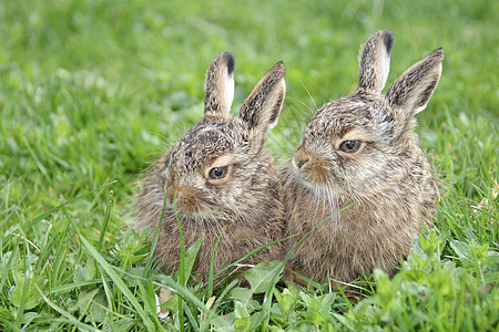 两只小兔子绿色咀嚼兔子荒野乡村野兔棕色水平耳朵警报图片