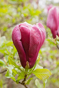 马格诺利亚 贝农吉亚娜季节美丽玉兰香味源头花瓣植物叶子植物群花园图片