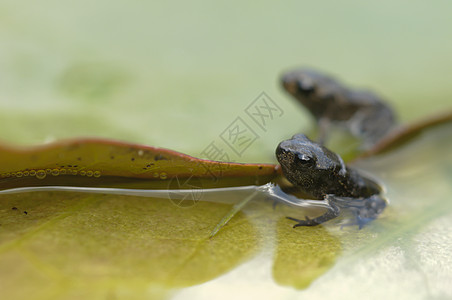 蝌蚪背景-蝌蚪摄影图片-金秋叶福岛桥观景点福岛核电站福岛三岛图片-摄图网
