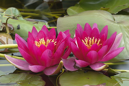 尼姆菲亚花花宏观红色沼泽睡莲黄色植物叶子白色植物群花瓣图片