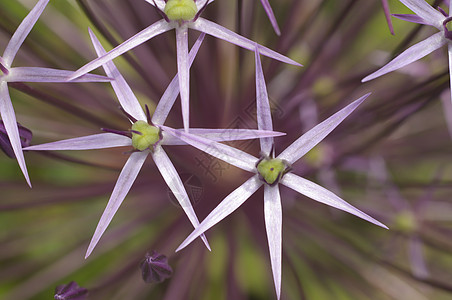 星形粉红色花朵花瓣星星粉色花园图片