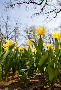 Tulips  雅普根品种季节叶子边界植物群植物花瓣花园公园场地花店图片