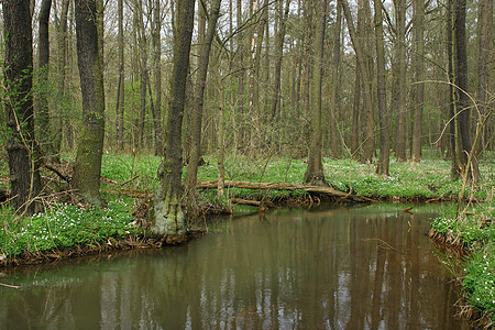 楚曲溪树干黑色绿色桤木灰色荒野溪流棕色蓝色森林图片