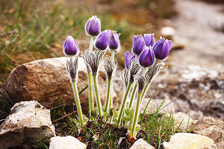 山花 番茄白头翁植物岩石宏观花园花朵山脉植物学野花紫色图片