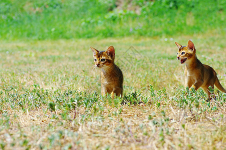 在绿草背景之上的 深沉小猫生物猫科哺乳动物鸢尾花动物摄影照片黄色宠物爆头图片