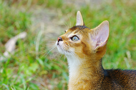 在绿草背景之上的 深沉小猫哺乳动物黄色生物眼睛猫科绿色爆头摄影照片鸢尾花图片