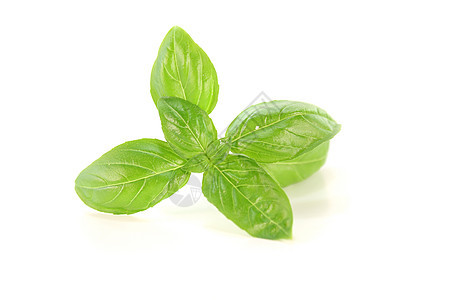 巴西尔绿色草药白色影棚美食维生素沙拉味道食品芳香背景图片