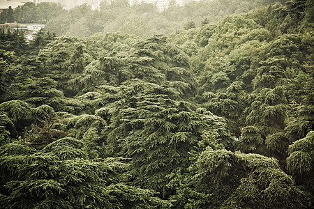 中国的Wald Wald法治花园自然界建筑热带植物学风水文化生活竹子图片