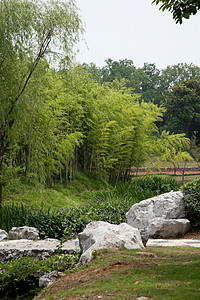 中国的Wald Wald花园建筑生活文化植物学竹子法治热带风水自然界图片