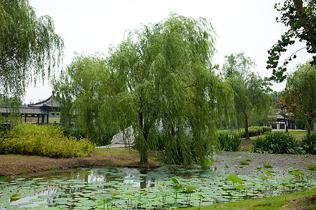 丝状西湖花园自然界公园旅游业烟熏图片