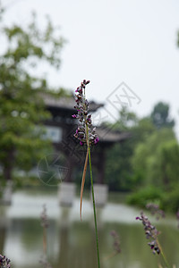 丝状西湖花园自然界旅游业烟熏公园图片