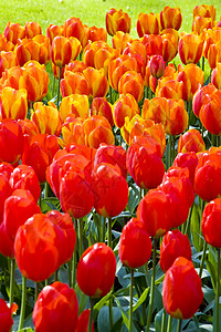 Keukenhof花园 荷兰里塞外观红色表面园艺公园植物植被花园花朵利瑟图片