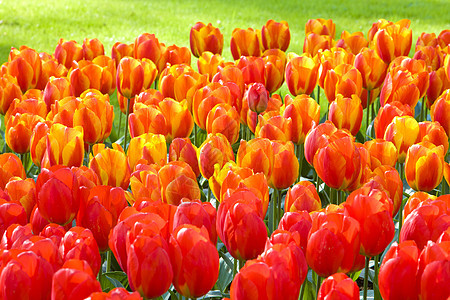 Keukenhof花园 荷兰里塞季节郁金香公园植物群植物花朵背景橙子外观红色图片