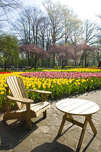 Keukenhof花园 荷兰里塞扶手椅季节植物群园艺外观桌子植物静物花园植被图片
