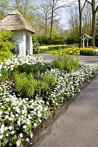 Keukenhof花园 荷兰里塞水仙花园别墅季节植物群公园位置避暑花朵外观图片