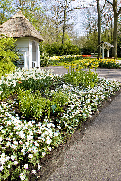 Keukenhof花园 荷兰里塞水仙花园别墅季节植物群公园位置避暑花朵外观图片