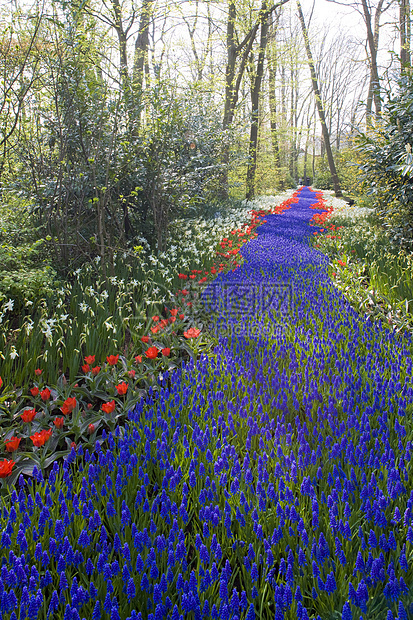 Keukenhof花园 荷兰里塞蓝色配菜紫色植物学季节植被水仙植物花朵外观图片