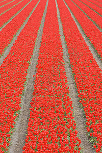 荷兰Noordwijk附近的郁金香田郁金香场地花朵农村植被世界国家表面园艺位置图片