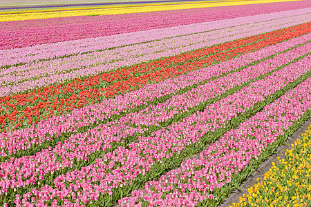 荷兰Noordwijk附近的郁金香田红色国家背景郁金香季节表面植物群植被粉色农村图片