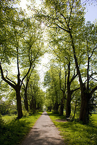 荷兰盖德兰小巷植物位置植被胡同植物学树木小路旅行外观世界图片