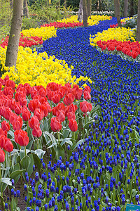 Keukenhof花园 荷兰里塞植物群配菜郁金香水仙紫色花朵植物蓝色花园公园图片