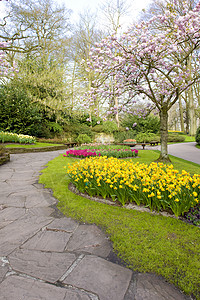 Keukenhof花园 荷兰里塞季节公园植被植物群花朵水仙水仙花植物利瑟园艺图片