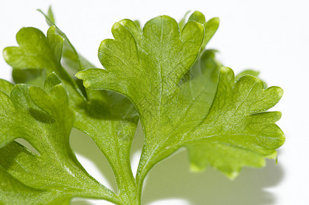 帕斯利绿色草本植物香料健康香菜草本叶子植物食物伞形图片