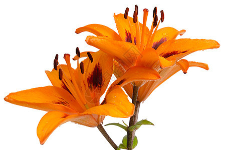 橙丽花花束投标香味庆典树叶白色柔软度植物花园作品图片
